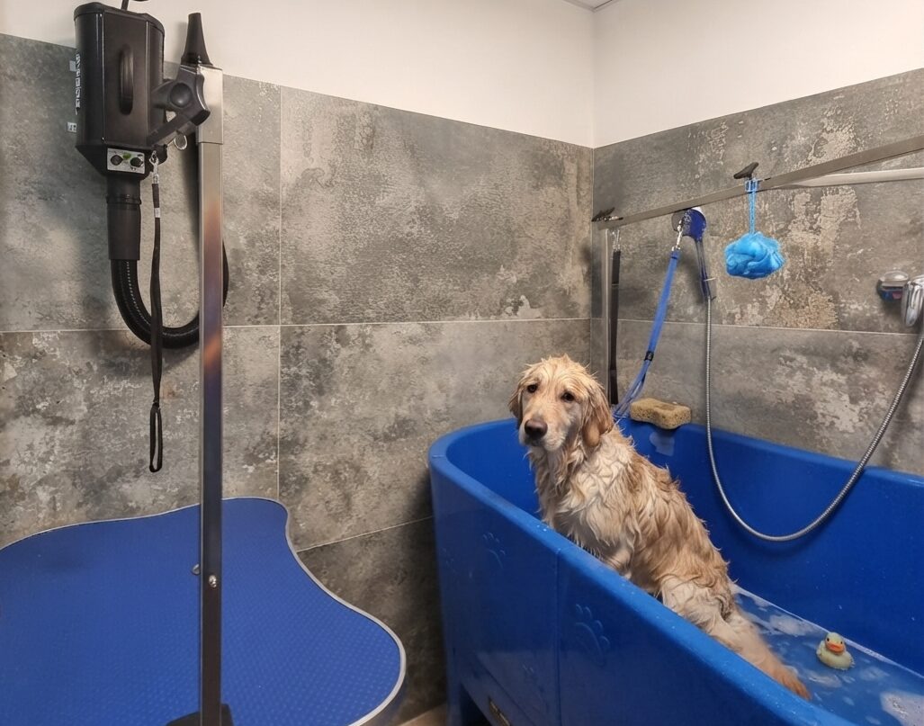 washdog cane vasca
